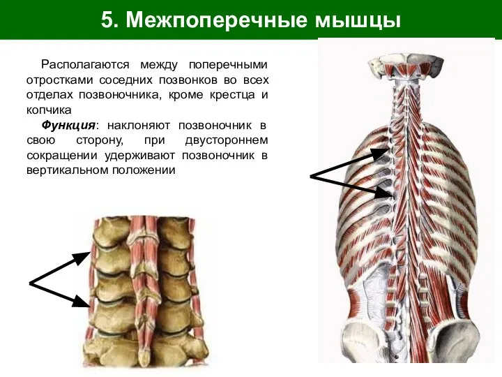 5. Межпоперечные мышцы Располагаются между поперечными отростками соседних позвонков во всех отделах