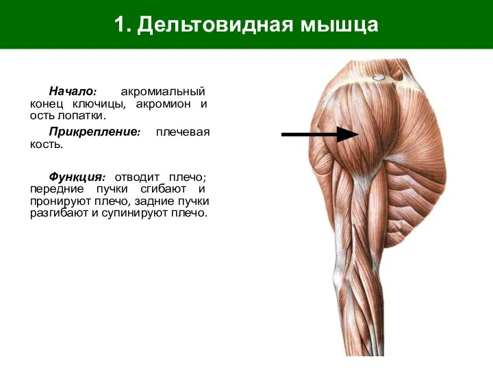 1. Дельтовидная мышца Начало: акромиальный конец ключицы, акромион и ость лопатки. Прикрепление:
