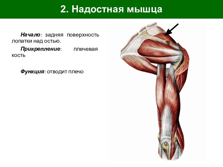 2. Надостная мышца Начало: задняя поверхность лопатки над остью. Прикрепление: плечевая кость Функция: отводит плечо