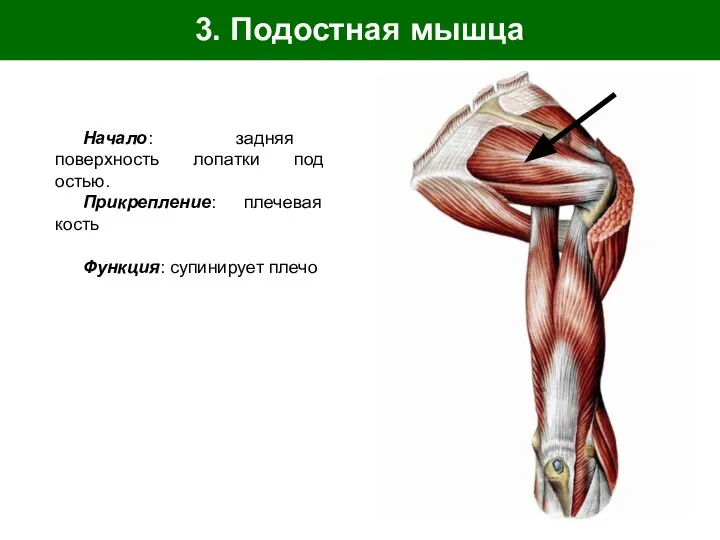 3. Подостная мышца Начало: задняя поверхность лопатки под остью. Прикрепление: плечевая кость Функция: супинирует плечо