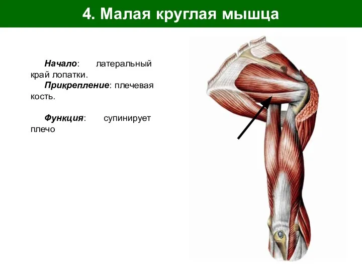 4. Малая круглая мышца Начало: латеральный край лопатки. Прикрепление: плечевая кость. Функция: супинирует плечо