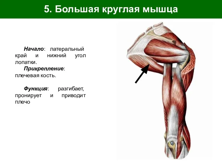 5. Большая круглая мышца Начало: латеральный край и нижний угол лопатки. Прикрепление: