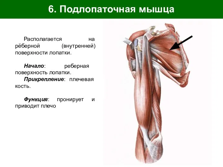 6. Подлопаточная мышца Располагается на рёберной (внутренней) поверхности лопатки. Начало: реберная поверхность