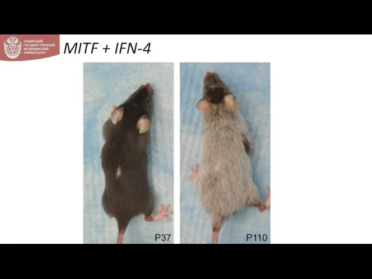 MITF + IFN-4