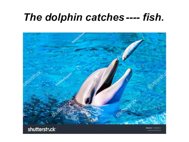 The dolphin catches ---- fish.