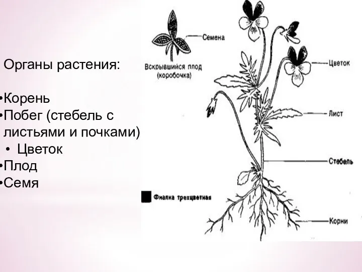 Органы растения: Корень Побег (стебель с листьями и почками) Цветок Плод Семя