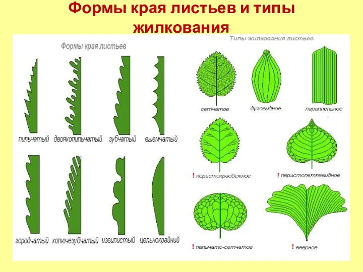 Формы края листьев и типы жилкования