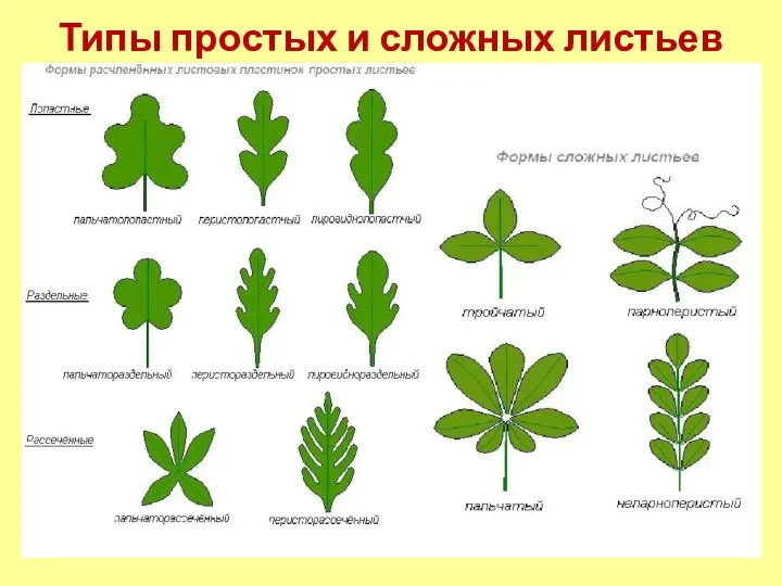 Типы простых и сложных листьев