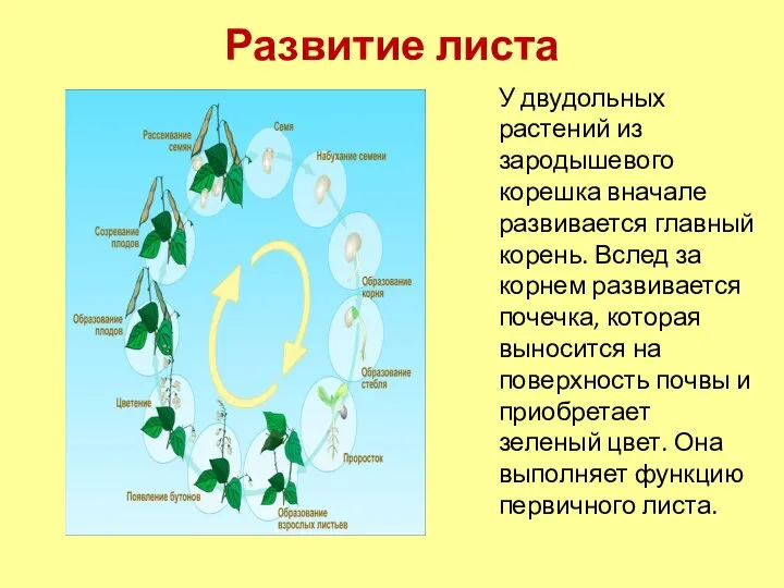 Развитие листа У двудольных растений из зародышевого корешка вначале развивается главный корень.