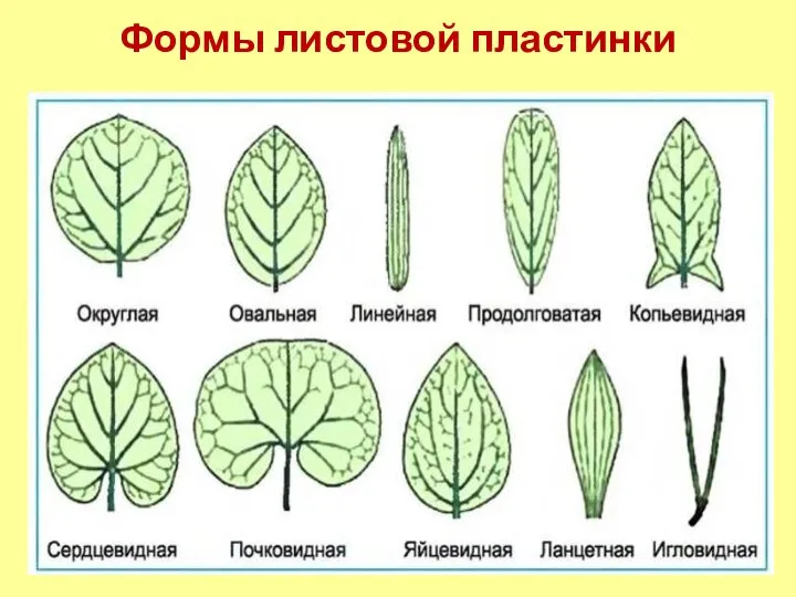 Формы листовой пластинки