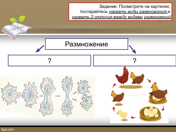 Задание: Посмотрите на картинки, постарайтесь назвать виды размножения и назвать 2 отличия