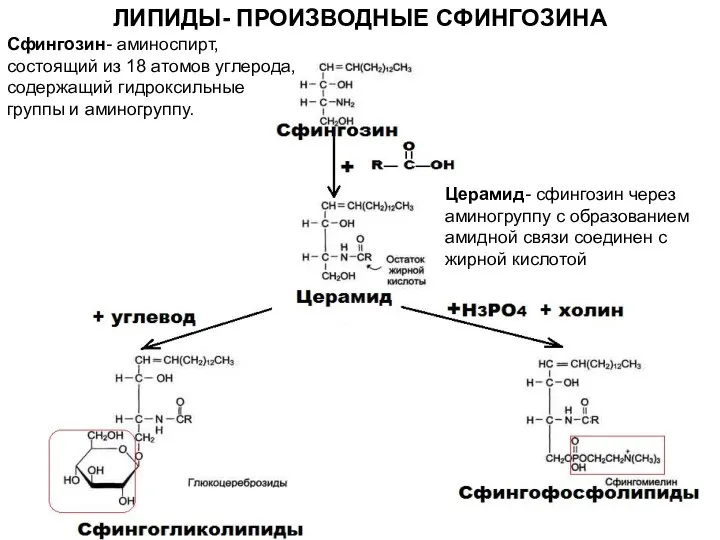 ЛИПИДЫ- ПРОИЗВОДНЫЕ СФИНГОЗИНА Церамид- сфингозин через аминогруппу с образованием амидной связи соединен