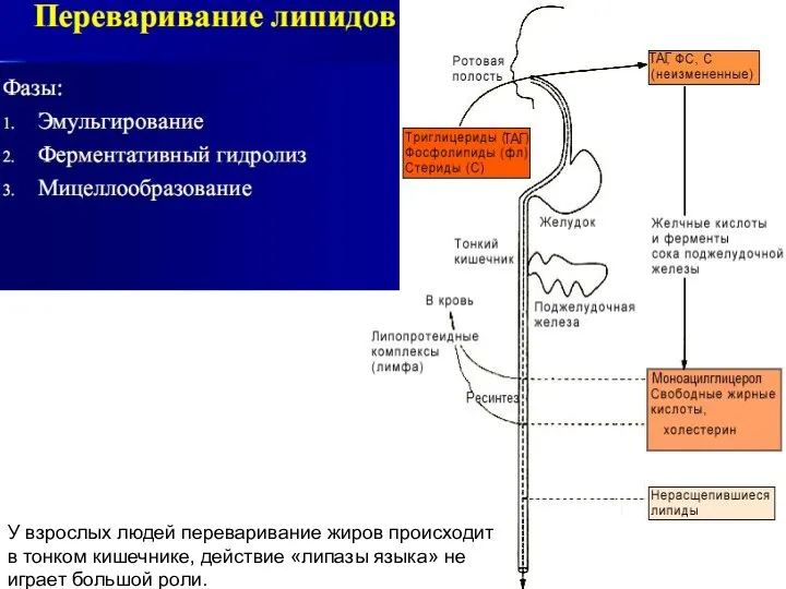 У взрослых людей переваривание жиров происходит в тонком кишечнике, действие «липазы языка» не играет большой роли.