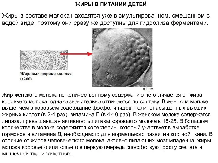 ЖИРЫ В ПИТАНИИ ДЕТЕЙ Жир женского молока по количественному содержанию не отличается