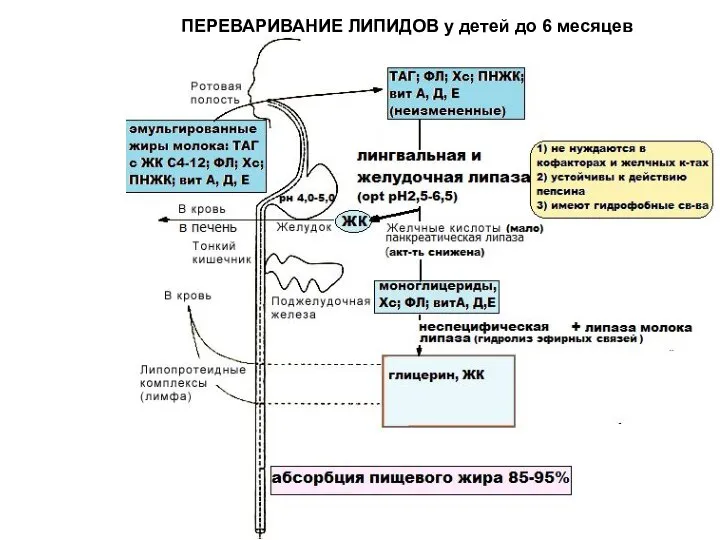 ПЕРЕВАРИВАНИЕ ЛИПИДОВ у детей до 6 месяцев