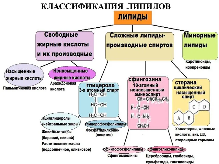 КЛАССИФИКАЦИЯ ЛИПИДОВ