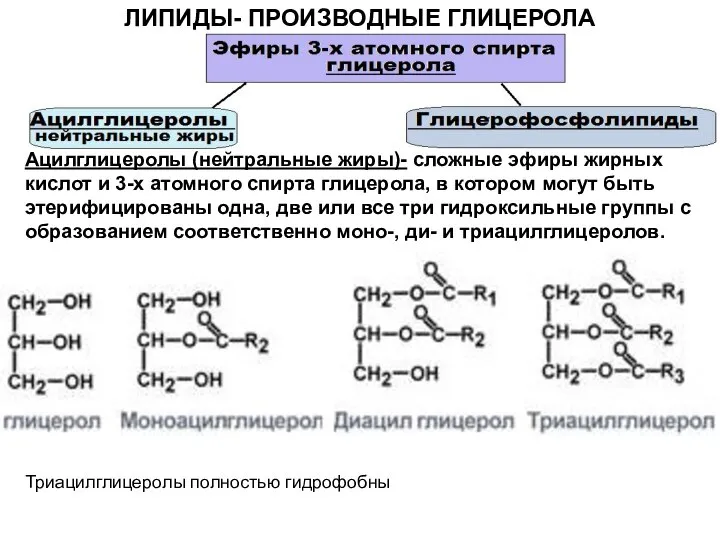 ЛИПИДЫ- ПРОИЗВОДНЫЕ ГЛИЦЕРОЛА Ацилглицеролы (нейтральные жиры)- сложные эфиры жирных кислот и 3-х