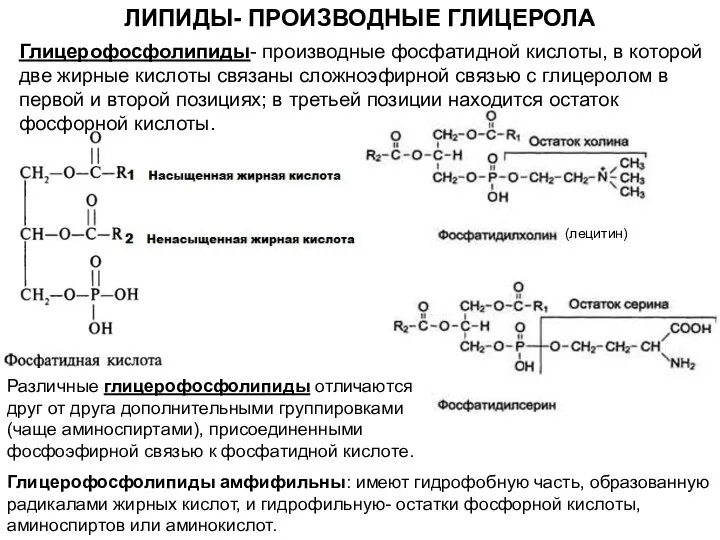 ЛИПИДЫ- ПРОИЗВОДНЫЕ ГЛИЦЕРОЛА Глицерофосфолипиды- производные фосфатидной кислоты, в которой две жирные кислоты