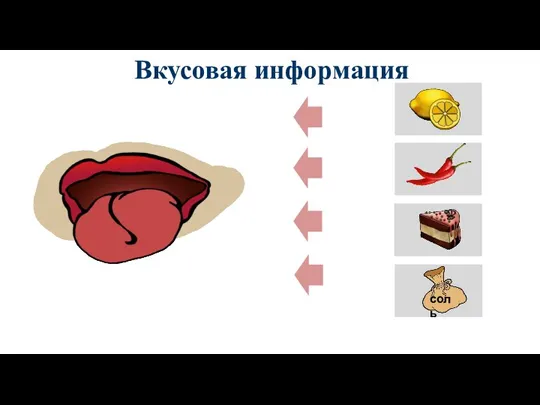 Вкусовая информация соль