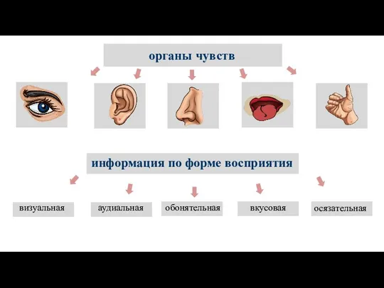 органы чувств информация по форме восприятия визуальная аудиальная обонятельная вкусовая осязательная