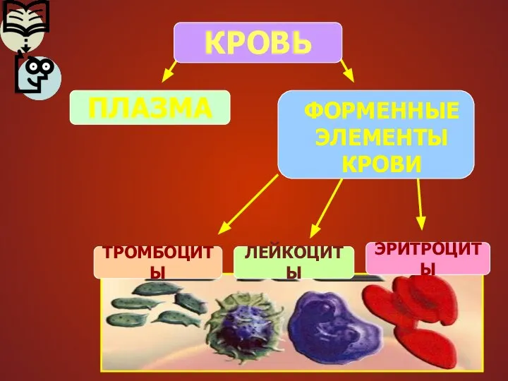 КРОВЬ ПЛАЗМА ФОРМЕННЫЕ ЭЛЕМЕНТЫ КРОВИ ЛЕЙКОЦИТЫ ЭРИТРОЦИТЫ ТРОМБОЦИТЫ