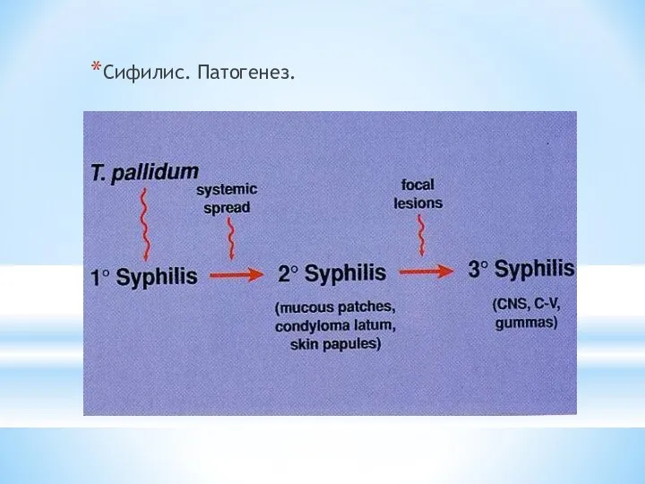 Сифилис. Патогенез.