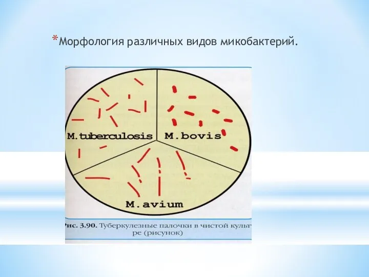 Морфология различных видов микобактерий.