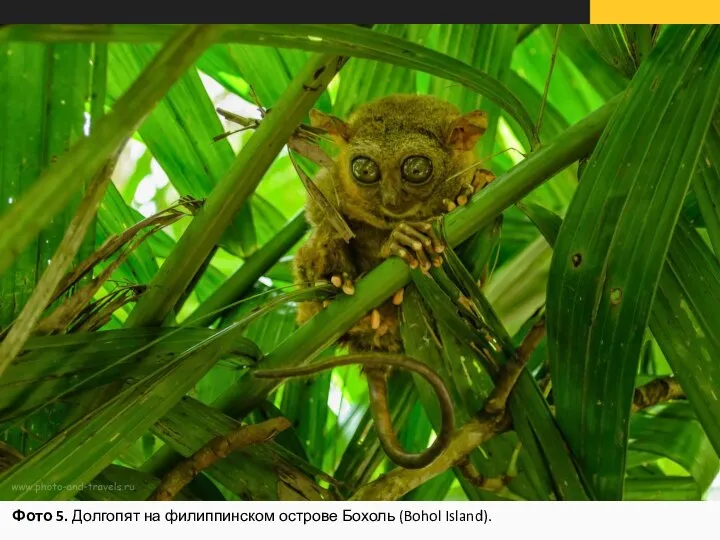 Фото 5. Долгопят на филиппинском острове Бохоль (Bohol Island).