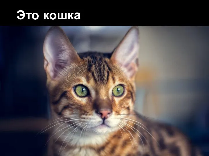 Это кошка