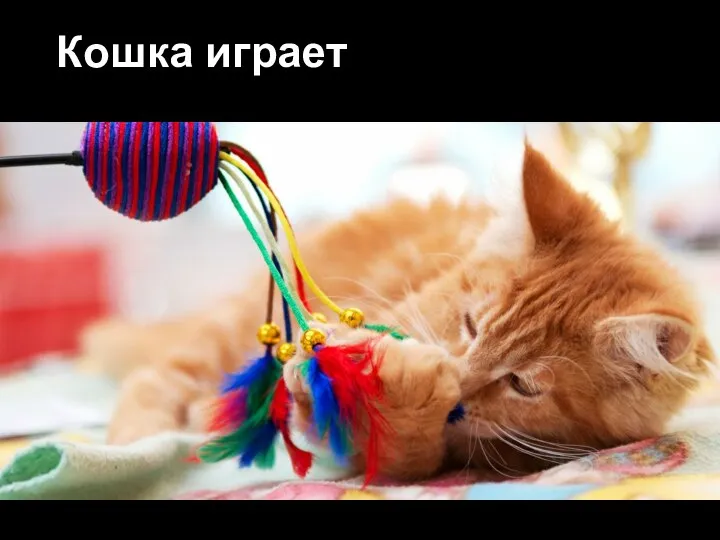 Кошка играет