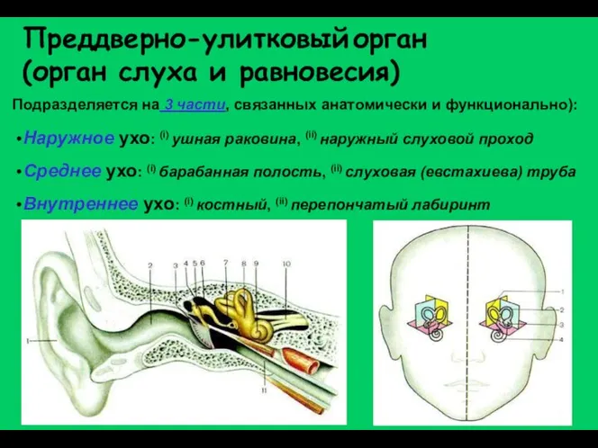 Подразделяется на 3 части, связанных анатомически и функционально): Наружное ухо: (i) ушная