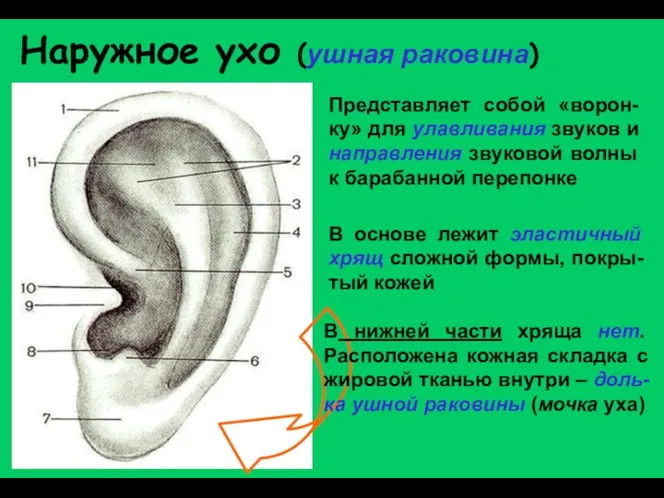 Наружное ухо (ушная раковина) Представляет собой «ворон- ку» для улавливания звуков и
