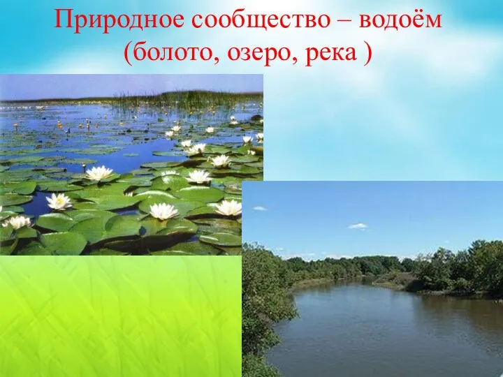 Природное сообщество – водоём (болото, озеро, река )