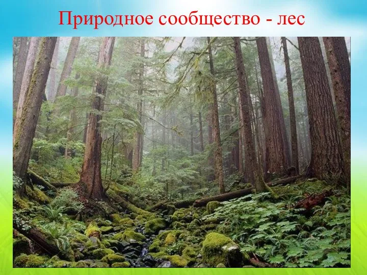 Природное сообщество - лес