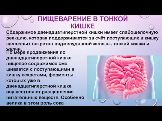 ПИЩЕВАРЕНИЕ В ТОНКОЙ КИШКЕ Содержимое двенадцатиперстной кишки имеет слабощелочную реакцию, которая поддерживается