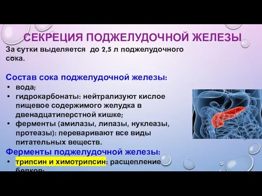 СЕКРЕЦИЯ ПОДЖЕЛУДОЧНОЙ ЖЕЛЕЗЫ За сутки выделяется до 2,5 л поджелудочного сока. Состав