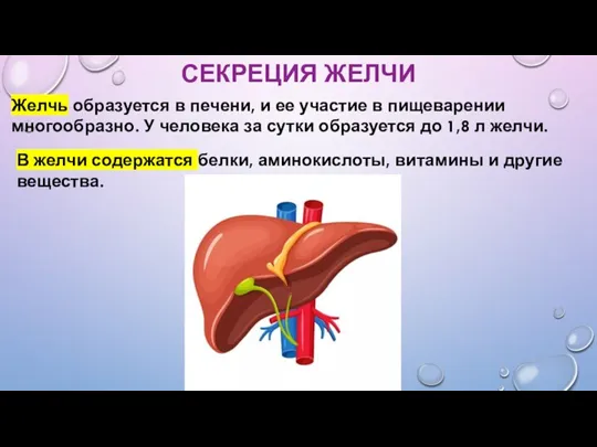 СЕКРЕЦИЯ ЖЕЛЧИ Желчь образуется в печени, и ее участие в пищеварении многообразно.