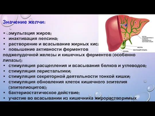 Значение желчи: эмульгация жиров; инактивация пепсина; растворение и всасывание жирных кислот; повышение