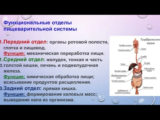 Функциональные отделы пищеварительной системы Передний отдел: органы ротовой полости, глотка и пищевод.