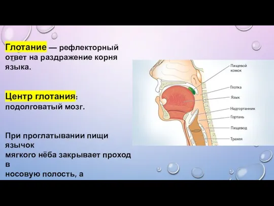 Глотание — рефлекторный ответ на раздражение корня языка. Центр глотания: подолговатый мозг.