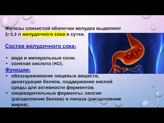 Железы слизистой оболочки желудка выделяют 2−2,5 л желудочного сока в сутки. Состав