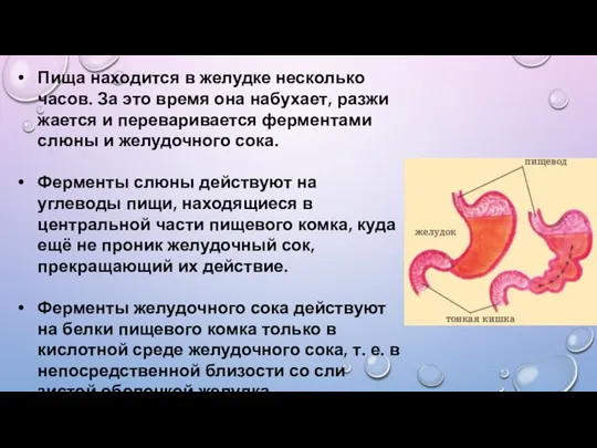 Пища находится в желудке несколько часов. За это время она набухает, разжи­жается