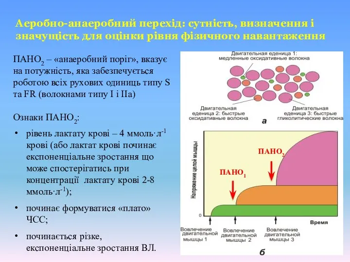 ПАНО2 – «анаеробний поріг», вказує на потужність, яка забезпечується роботою всіх рухових