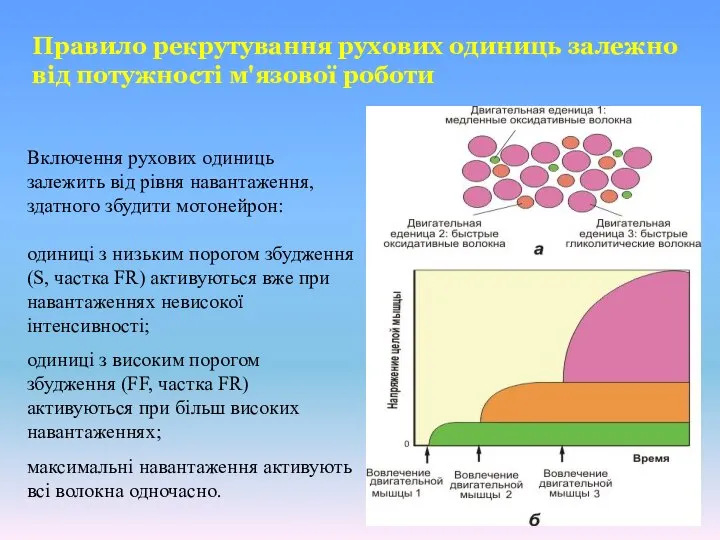 Включення рухових одиниць залежить від рівня навантаження, здатного збудити мотонейрон: одиниці з