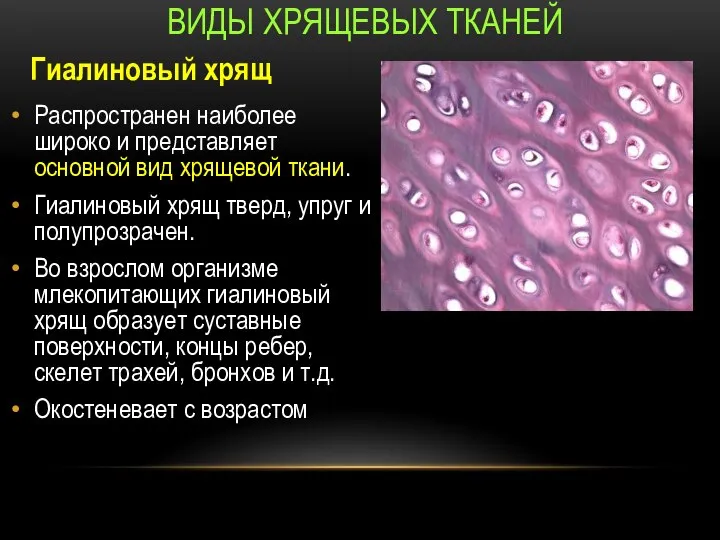 Распространен наиболее широко и представляет основной вид хрящевой ткани. Гиалиновый хрящ тверд,