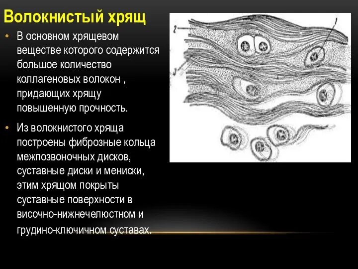 Волокнистый хрящ В основном хрящевом веществе которого содержится большое количество коллагеновых волокон