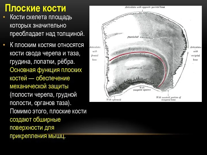 Плоские кости Кости скелета площадь которых значительно преобладает над толщиной. К плоским