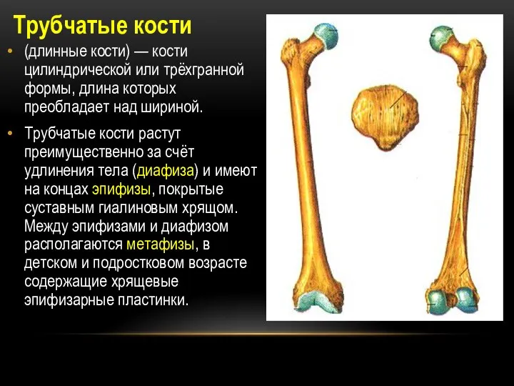 Трубчатые кости (длинные кости) — кости цилиндрической или трёхгранной формы, длина которых