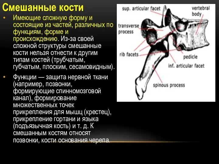 Смешанные кости Имеющие сложную форму и состоящие из частей, различных по функциям,