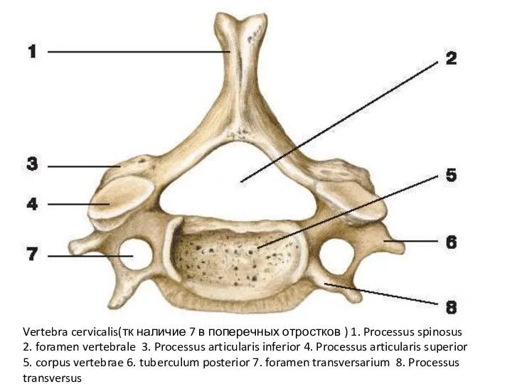 Vertebra cervicalis(тк наличие 7 в поперечных отростков ) 1. Processus spinosus 2.